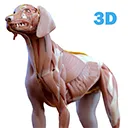 canine anatomy app logo